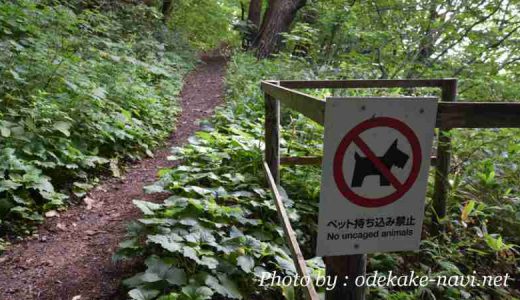 函館山の散策コース・登山道