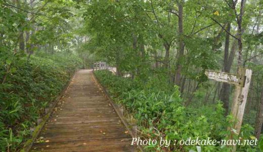 釧路市湿原展望台の木道遊歩道