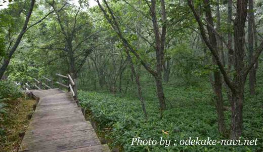 釧路市湿原展望台の木道遊歩道