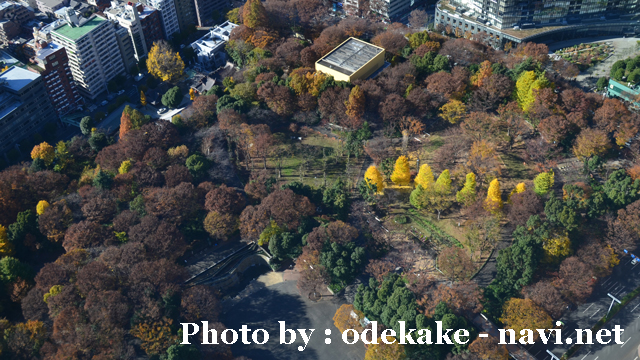 都庁 展望室 新宿中央公園 東京