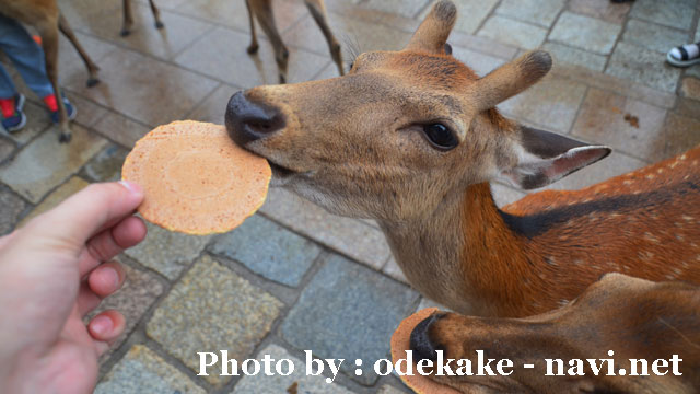 奈良公園 鹿 鹿せんべい 奈良